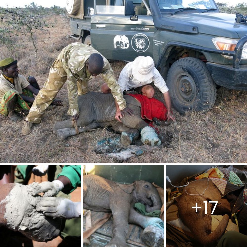 ¡Ellos no vieron venir ESO! Una leona embosca luchando contra impalas en Kenia, capturando un increíble momento de sorpresa y precisión depredadora