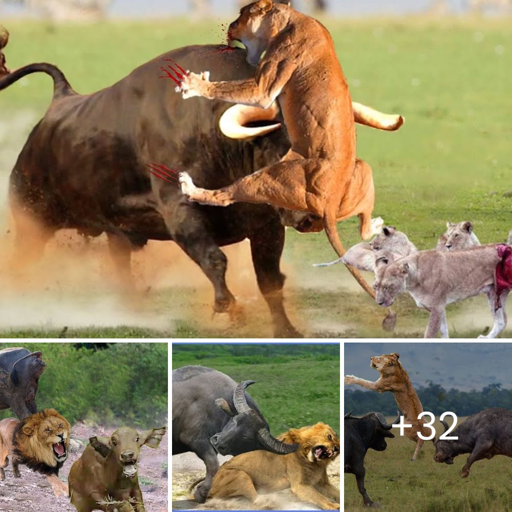 Desnudo hasta la Pelusa: Perro sin Pelo y Muy Enfermo Rescatado Cerca de Gasolinera se Transforma en una Gigante Bola de Amor Esponjoso