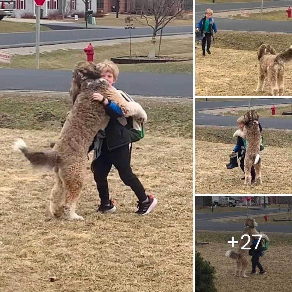 Despedida a un Amigo Leal: Oficial Desconsolado Dice Adiós a Axel, Compañero Canino que Sirvió y Amó hasta el Final