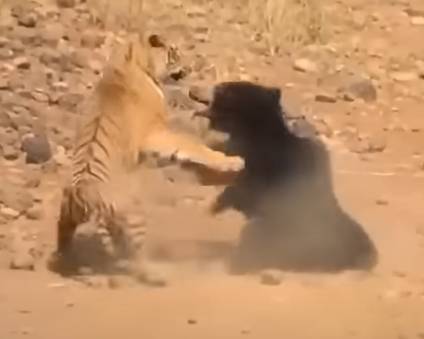 21 perros adultos y 7 cachorros defienden el cadáver de Impala contra los voraces carroñeros. Impresionantes fotografías capturan la feroz batalla entre perros salvajes y hienas voraces que se enfrentan por una comida