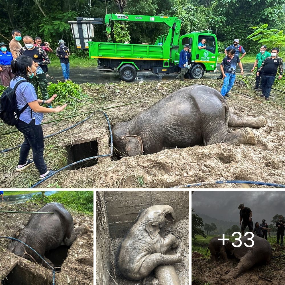 Acto increíble: la mangosta intenta heroicamente rescatar a un amigo del águila, mostrando vínculos inquebrantables en el reino animal