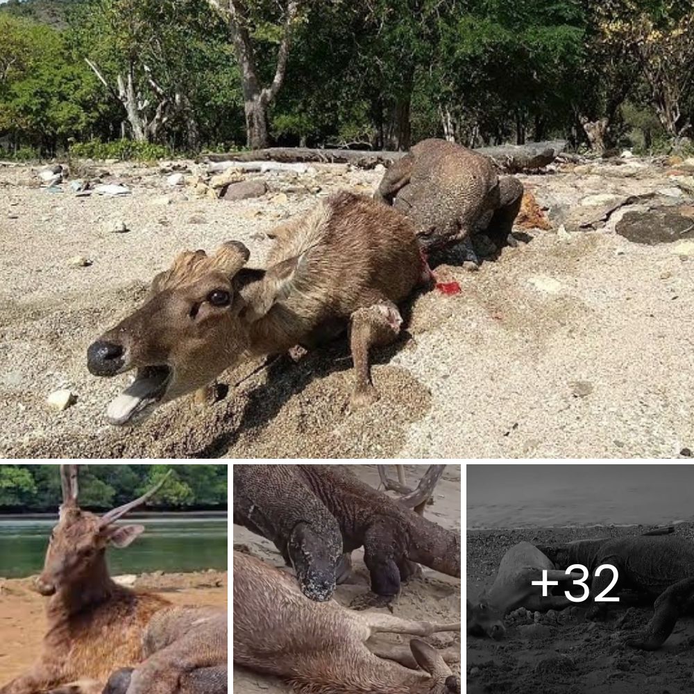 Momento dramático capturado: Jaguar y caimán en una feroz batalla a muerte en el Amazonas, inmortalizada en impresionantes imágenes