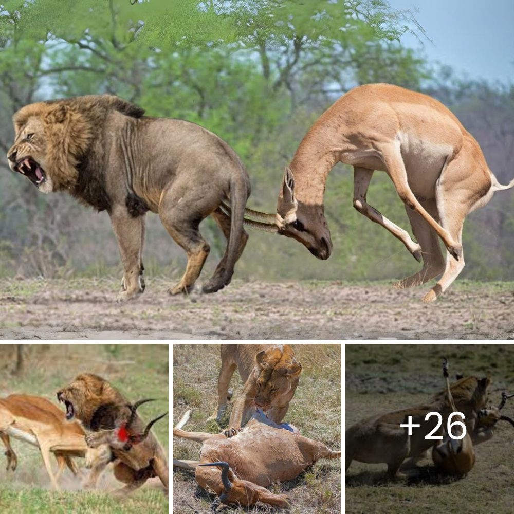 Increíble Encuentro: Gigantescos Caimanes se Enfrentan en Batalla de Mandíbulas en Campo de Golf en Carolina del Sur, Sorprendiendo a Espectadores