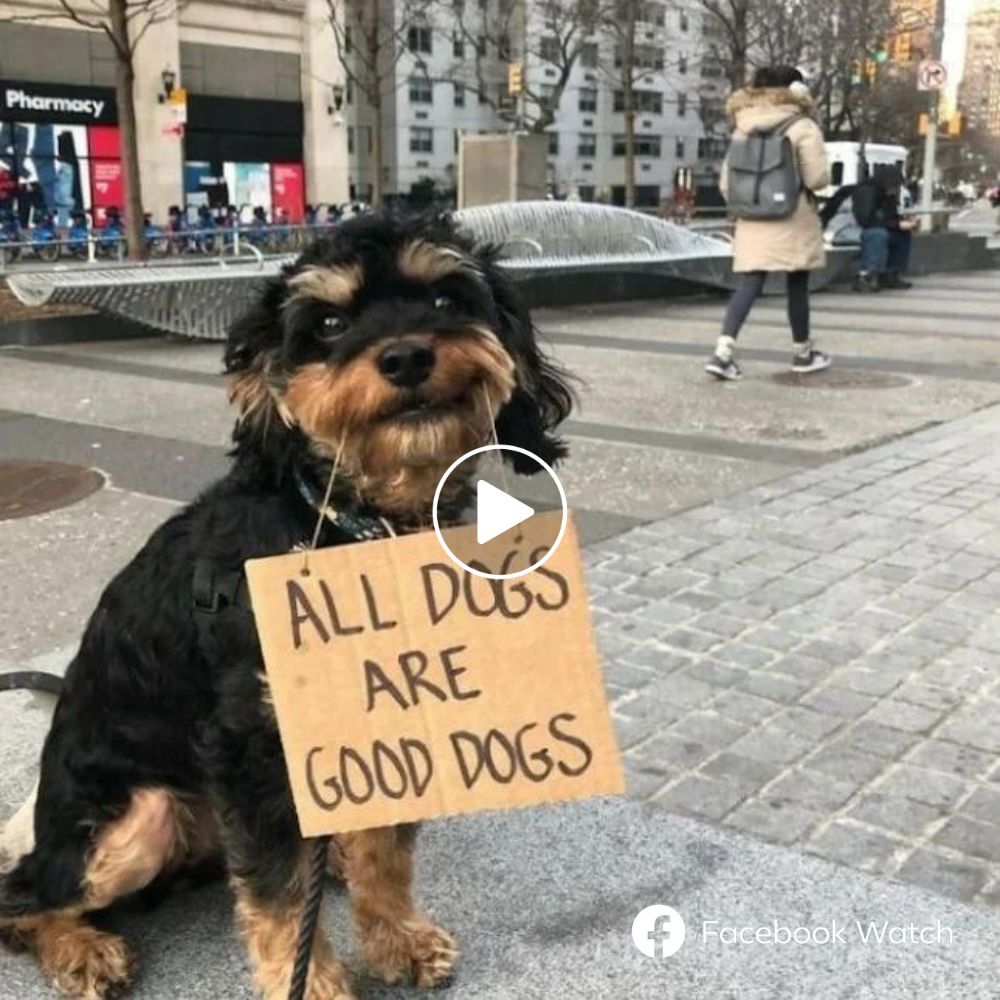 Amor Infinito: Mujer Dedica su Vida a Cuidar Perritos Hambrientos y Enfermos en un Cementerio, Transformando Tristeza en Esperanza