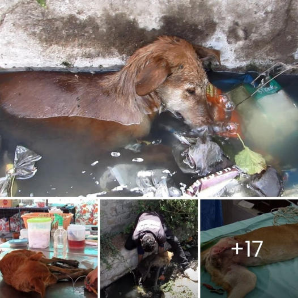 Lágrimas de Despedida: Emotivo Momento al Ver al Hermoso Perrito que se Convirtió tras Encontrarlo en su Último Suspiro