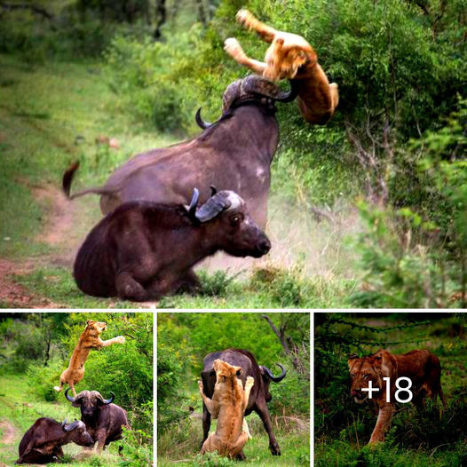 ¡Sálvame, mamá! La madre hipopótamo se enfrenta valientemente a un enorme elefante y protege ferozmente a su bebé en un fascinante encuentro con la vida silvestre