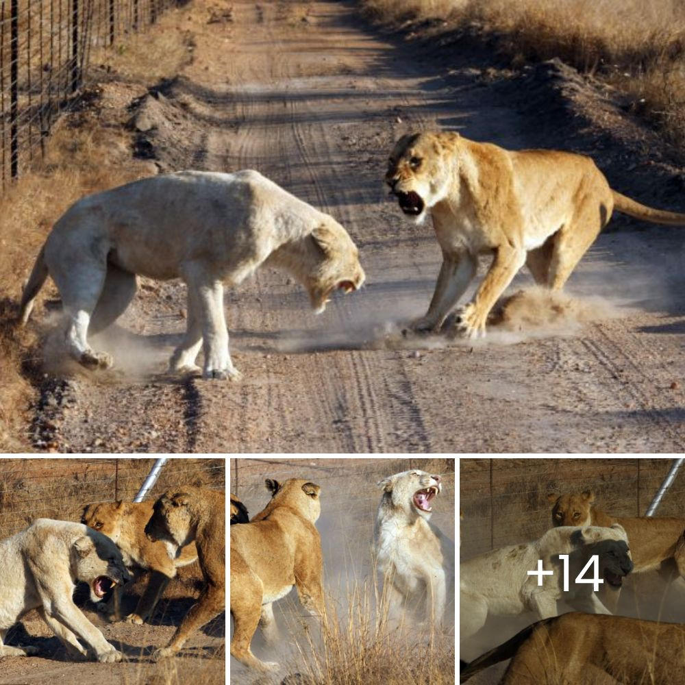 ¿Cuántos leones se necesitan para derribar a un búfalo? Los leones se unen para enfrentarse a los búfalos en una exhibición depredadora salvaje