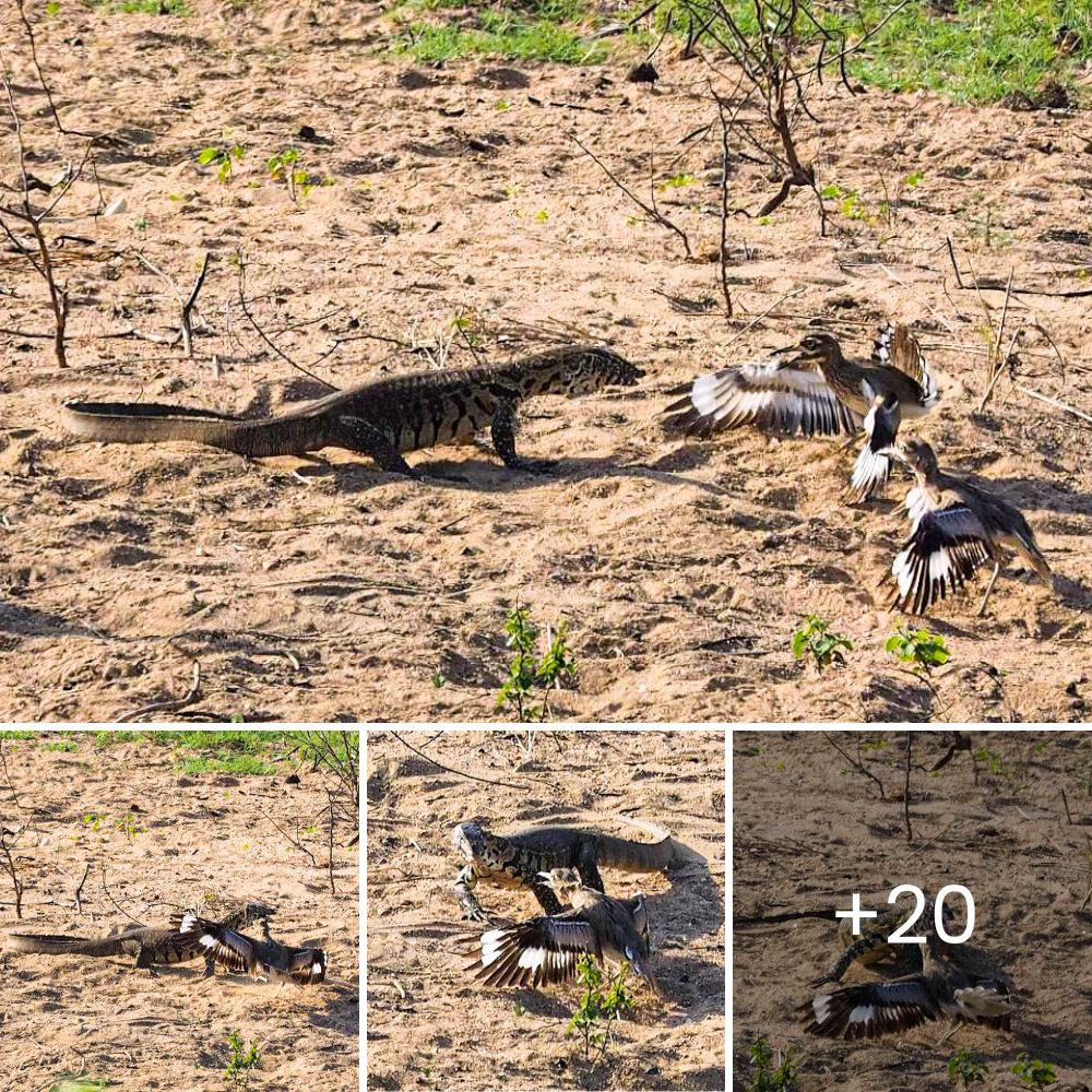 Caza Inesperada a la Luz del Día: Tigre Despierta de su Letargo y Lanza Impactante Ataque contra Monos Juguetones