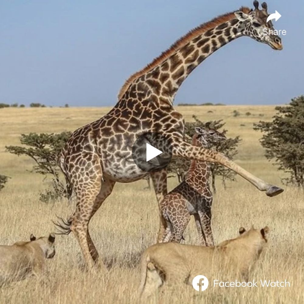 Un valiente flamenco lucha contra el implacable marabú africano en un intenso enfrentamiento capturado en el corazón salvaje de Kenia