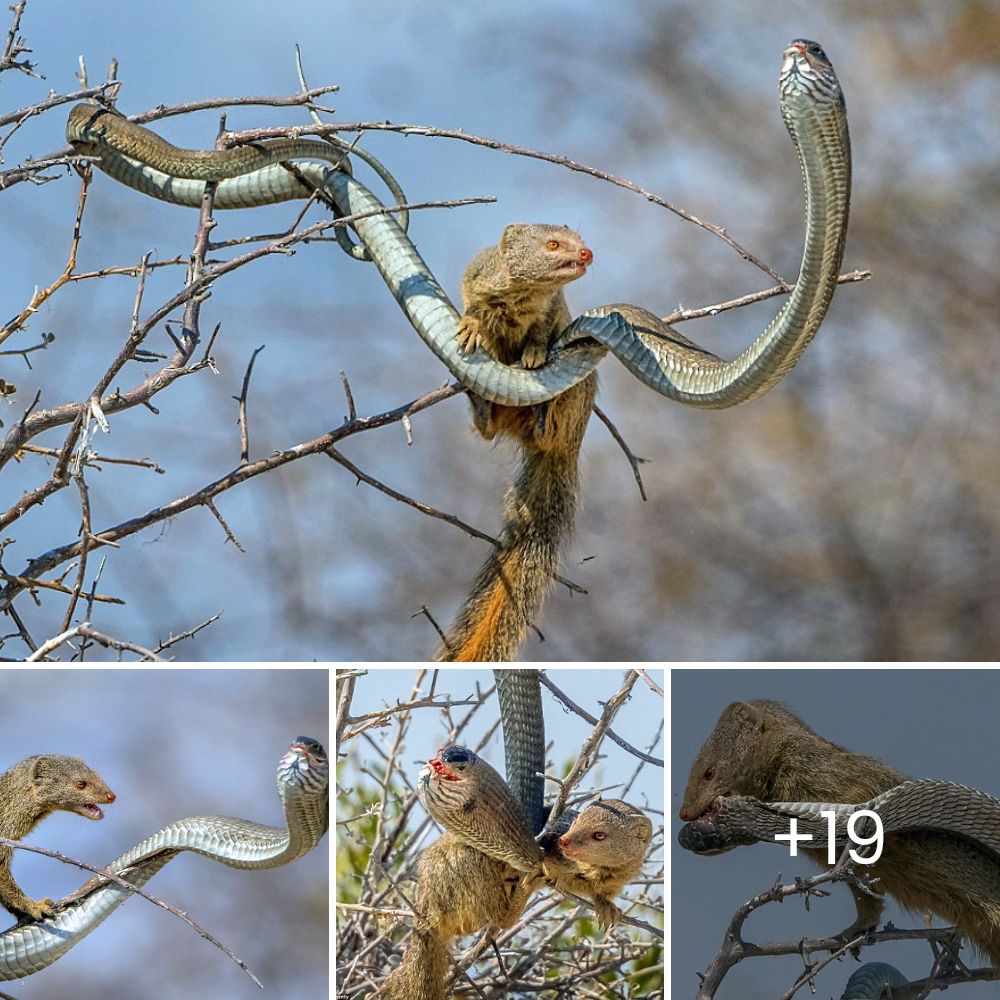 “What will be my fate? “The boomslang is teггіfіed as it is аmЬᴜѕһed by ...