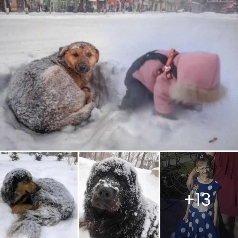 Perrita con Cáncer Terminal Sobrevive para Dar un Último Abrazo a su Papá, Dejando sus Corazones Rotos y Llenos de Amor