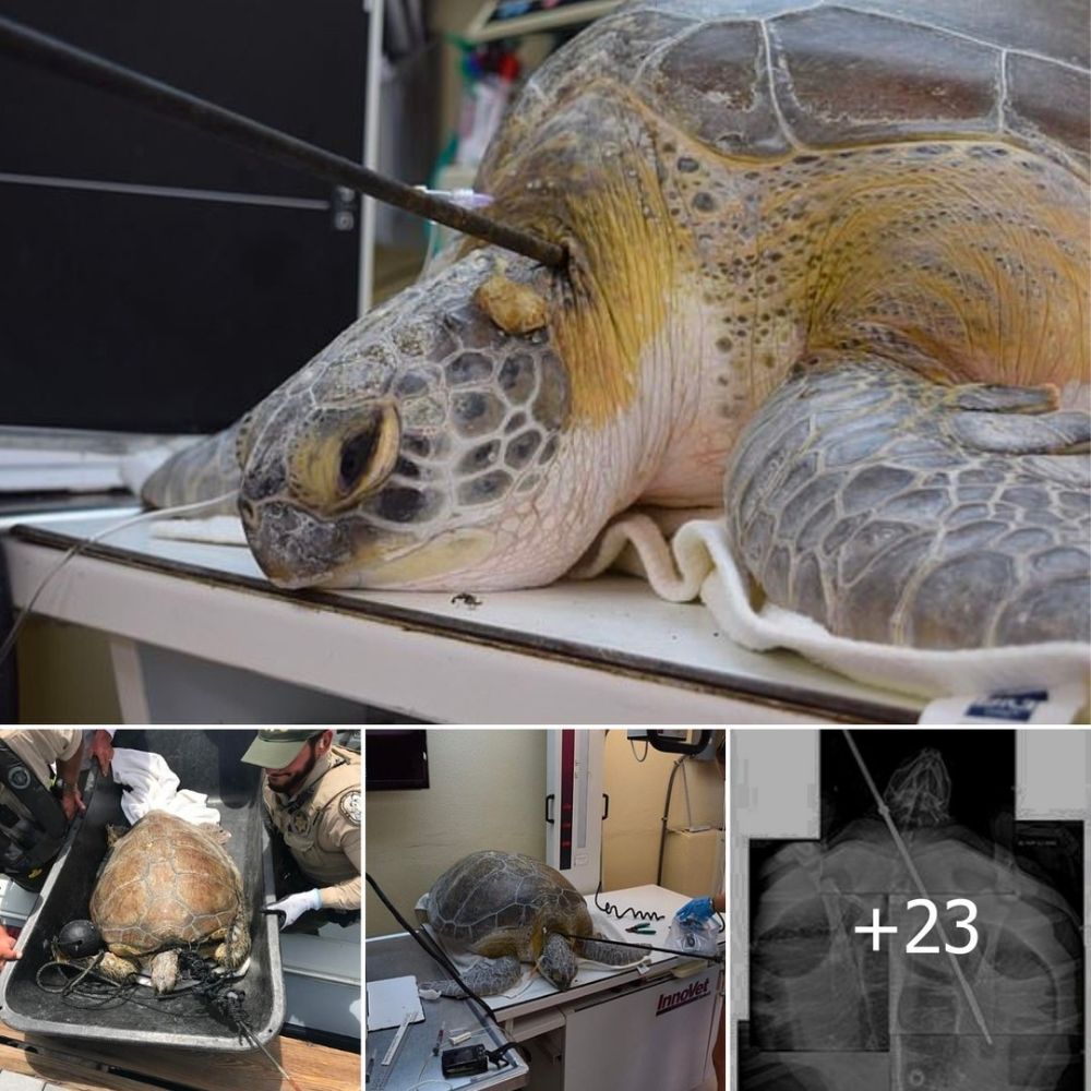 Oh my God, how heartbreaking! A sea turtle ѕtгᴜɡɡɩed to survive after being impaled through the neck by a 3-foot-long spear. nh