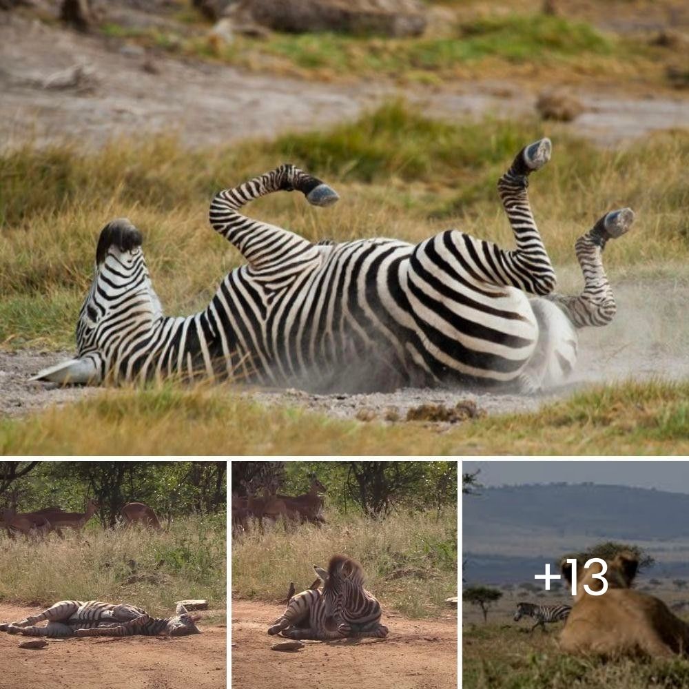 Momento impactante: una pitón africana se traga un ñu entero, captado por la cámara por primera vez con un detalle asombroso