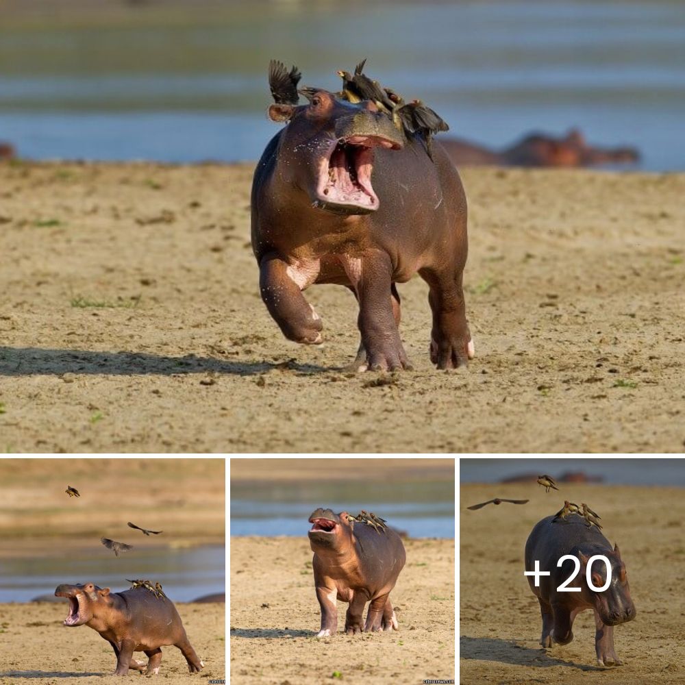 Siete Cachorritos Huérfanos se Acercan a una Madre Vaca Suplicando Ser Amamantados en un Tierno Momento de Esperanza