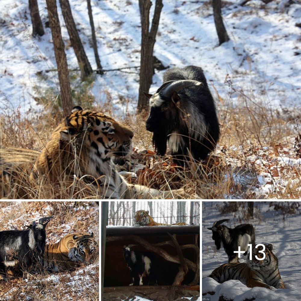 Cazador inteligente: un leopardo embosca a Impala y demuestra fuerza alzando su presa a un árbol en una exhibición de caza genial