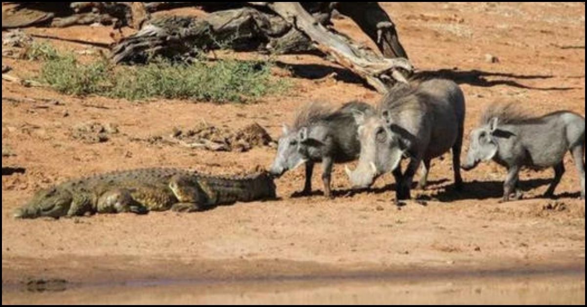 Lucha desgarradora: madre jirafa lucha desesperadamente para salvar a su bebé de un día de las garras del león en un encuentro desgarrador