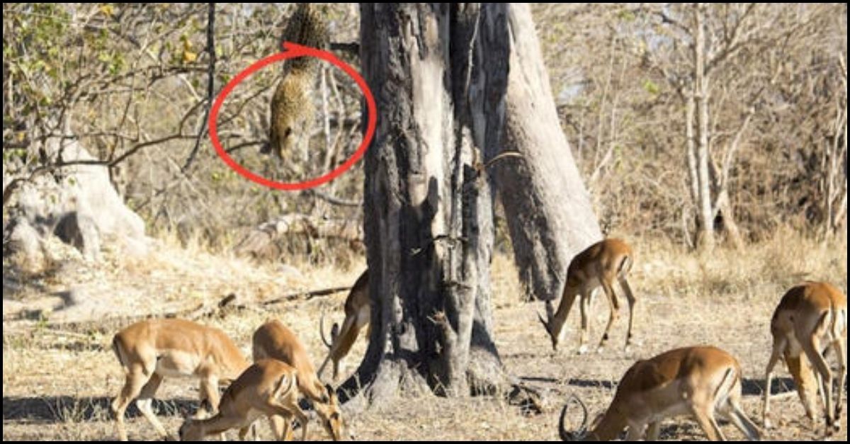 Encuentro impactante: elefante atacado por cocodrilo mientras bebía, con las mandíbulas apretadas en la trompa en Sudáfrica