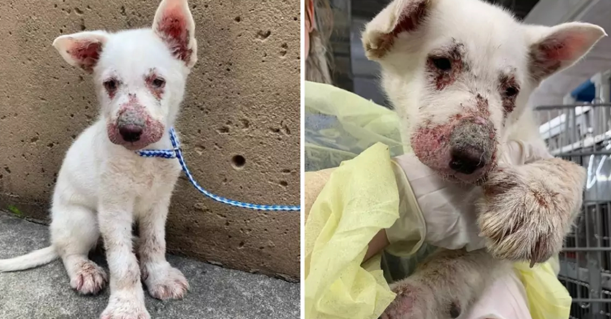 Miracle Pup: Cachorro sobrevive sorprendentemente a un viaje de 30 millas escondido en el motor de un automóvil. ¿Como es posible?