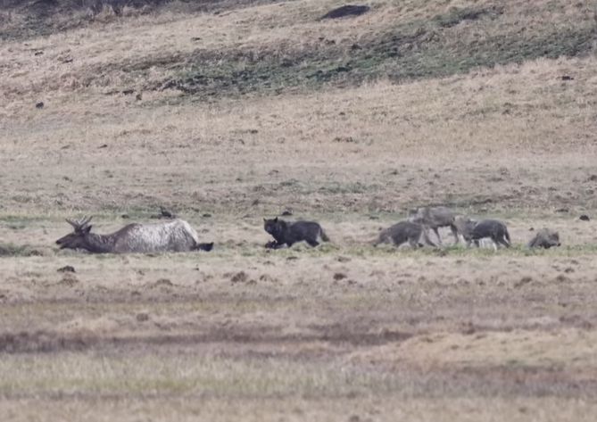 Asombroso Acto: Heroico Intento de una Mangosta por Rescatar a su Amigo de las Garras de un Águila Demuestra la Inquebrantable Unión en el Reino Animal