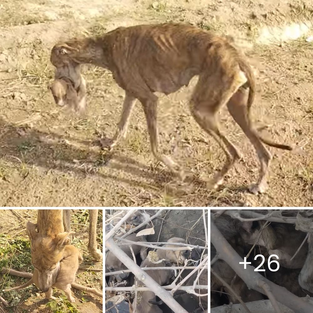 Desgarrador Sacrificio: Acto Heroico de una Madre Perro para Proteger a sus Cachorros de un Árbol Caído, Pagando el Precio Máximo