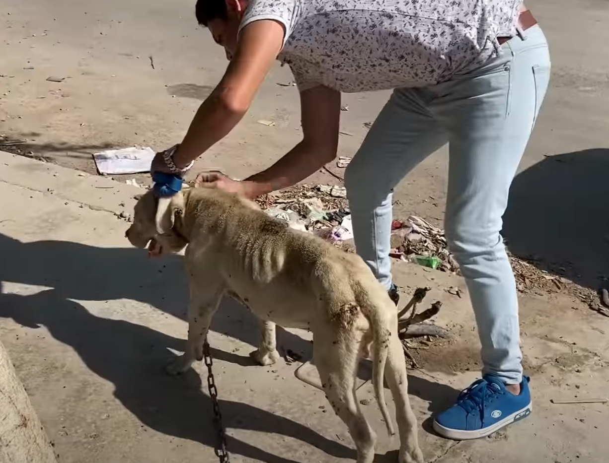 Rescate Dramático: Búfalos Salvan Heroicamente a Cría de Elefante de Leones en Apasionante Batalla por la Supervivencia en la Sabana