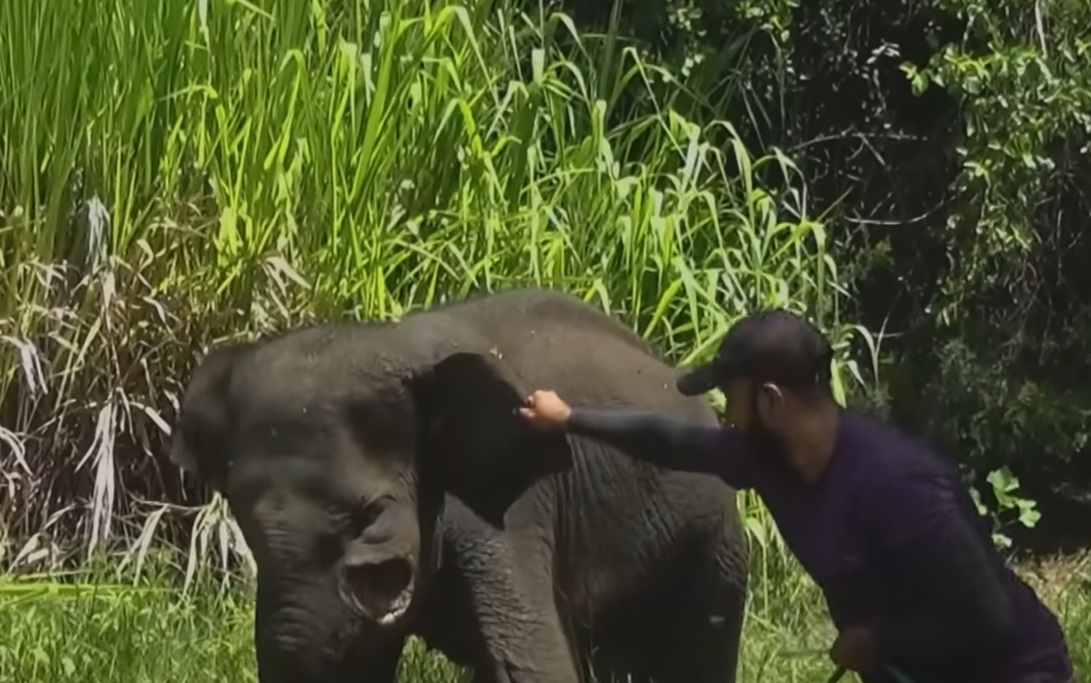 Una leona valiente ve a un zorro indefenso y lo protege del león macho, una conmovedora muestra de compasión en el reino animal