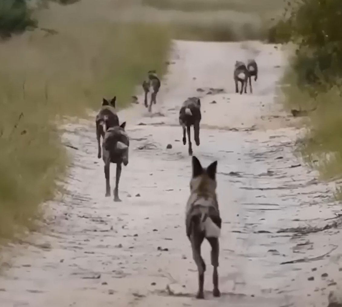 Desgarradora Escena: Perrito Intenta Reanimar a un Gato Encontrado sin Vida en Medio de la Calle, Mostrando Compasión Animal