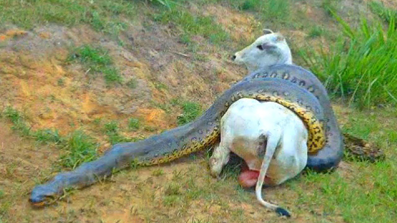 El salto del león: un depredador hambriento hunde los dientes a una cigüeña que huye, una espectacular demostración de agilidad natural