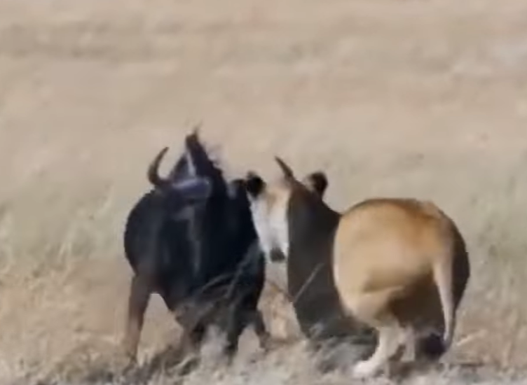 Increíble Momento: Perrita Suplica que la Adopten, Rogando que Miren su Corazón Más Allá de su Apariencia