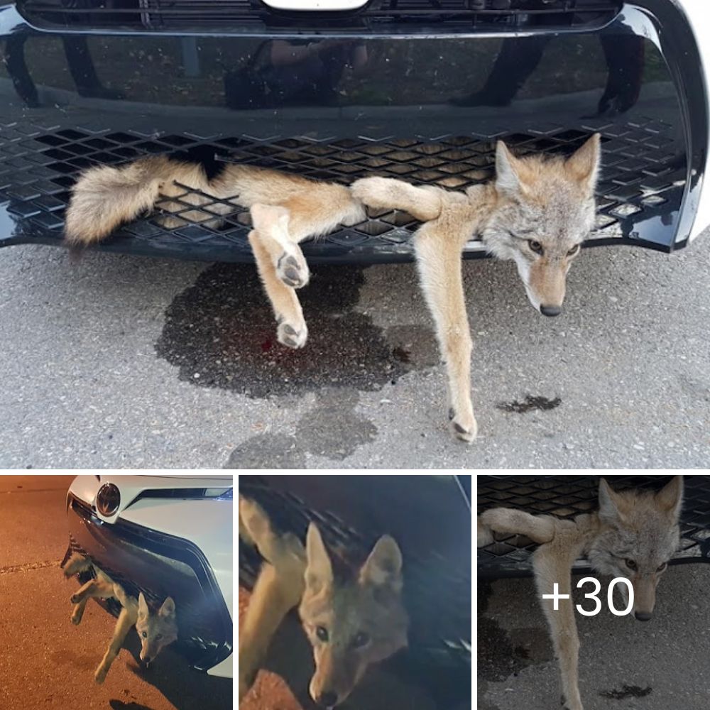 Lágrimas de Ternura: Cachorrito Esquelético No Deja de Agitar su Colita al Ver Comida por Primera Vez