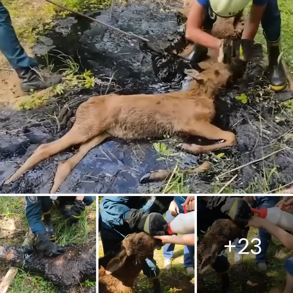 Un Corazón para Amar: Perrita Suplica Ser Adoptada, Invitando a Todos a Ver Más Allá de su Apariencia