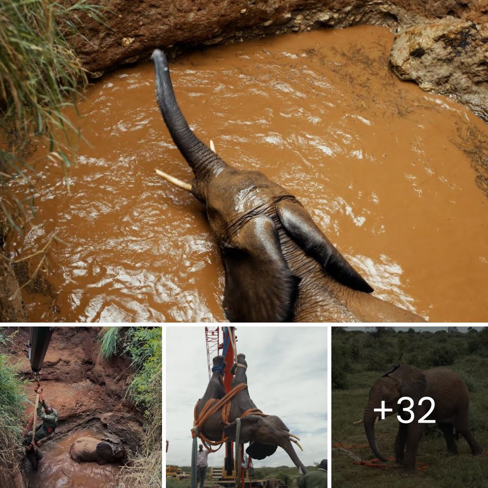 Increíbles Imágenes: Pitón Devorando Entero a un Cocodrilo de Agua Dulce en Australia, Mostrando su Asombroso Poder Depredador