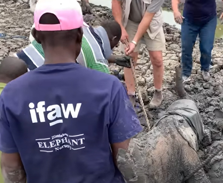 Furia defensiva: tres leonas matan implacablemente a un cocodrilo en un dramático enfrentamiento después de que este amenazara a su preciado cachorro