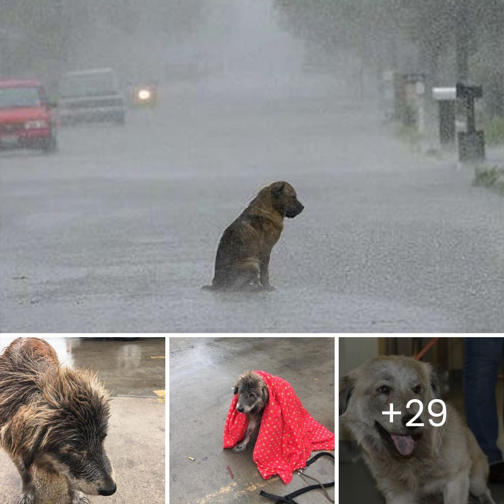 Perrito Vaga con un Cartel que Dice: ‘Ayúdame, por Favor. Mi Dueña Falleció,’ en Busca de un Nuevo Hogar