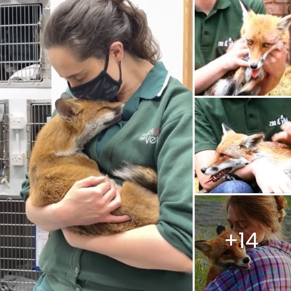 Encuentra a un cachorro muy enfermo entre desperdicios, rezando y llorando, le promete con lágrimas que lo salvará