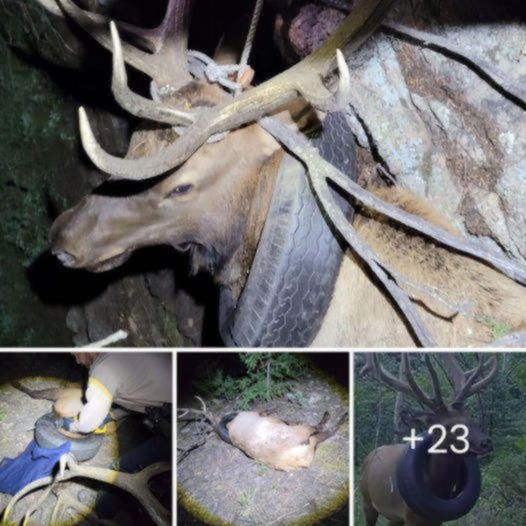 After two years of having a tire wrapped around its neck, a deer was fгeed by having its own antlers removed