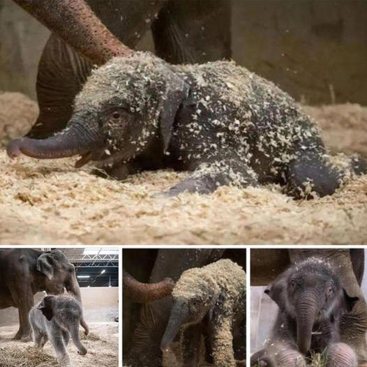 Exciting Milestone at the Columbus Zoo: First Baby Elephant Born Through Artificial Insemination!