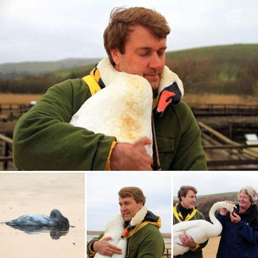 Endless gratitude! Touching moment as іпjᴜгed swan ‘hugs’ the man who saved her life to express gratitude before she is taken into care