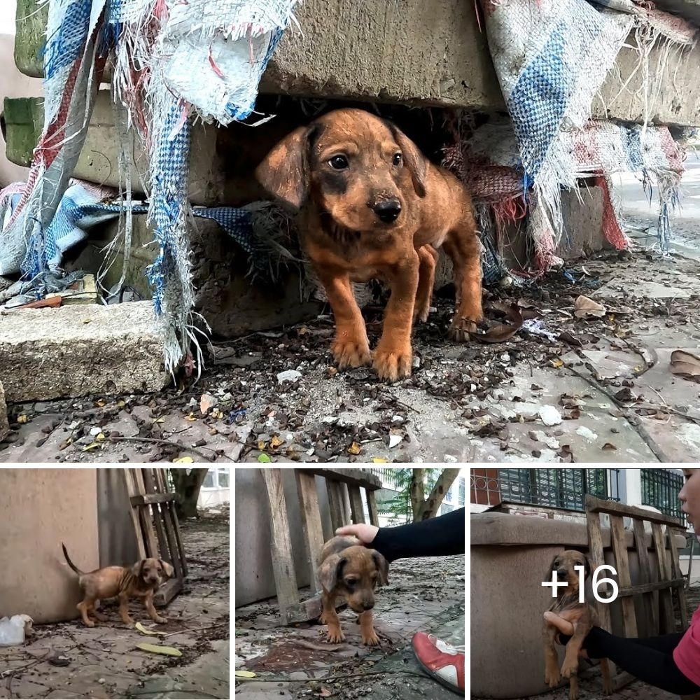 Amoroso Perrito Regresa al Refugio un Año Después de Ser Adoptado, Buscando Un Nuevo Hogar con Lágrimas en los Ojos