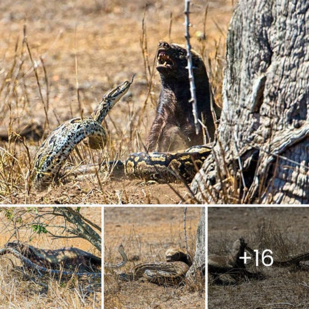 Un perro paralítico encontrado arrastrándose al costado de la carretera experimenta una transformación conmovedora