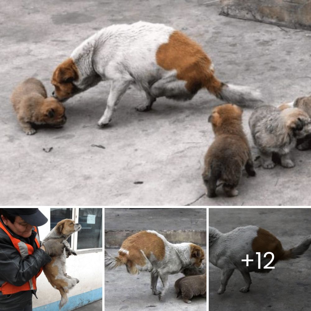 Cachorrita que Perdió una Pata y Sobrevivía con Su Hermanito Finalmente Encuentra un Hogar Amoroso