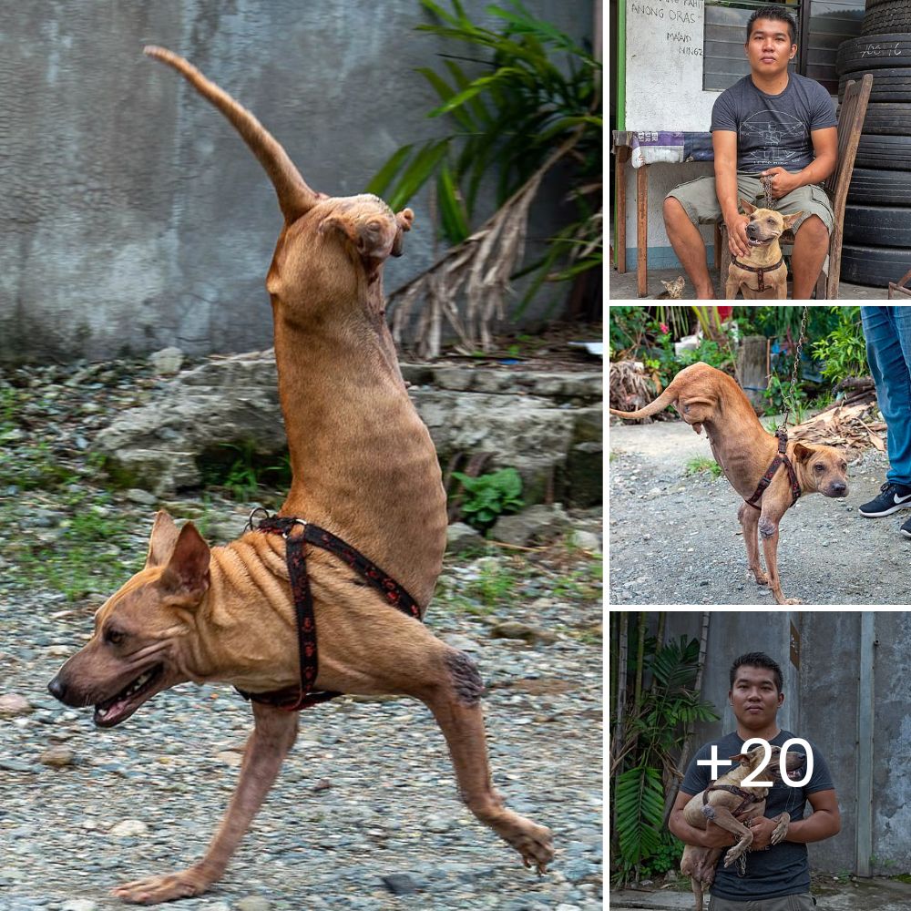 Pocos pueden olvidar a Boo, el perro fiel que su familia abandonó y permaneció un mes aferrado a la cama de su dueño