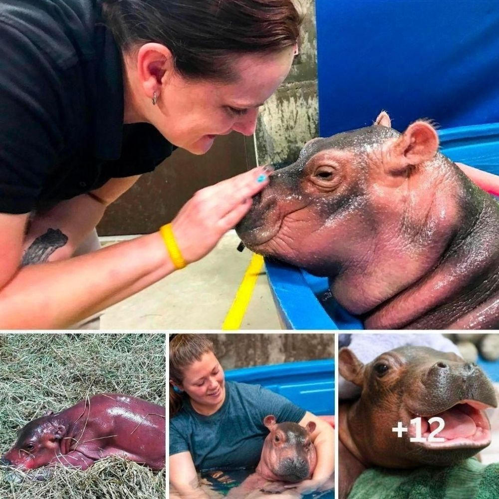 Perrito Ciego Ve a Su Familia por Primera Vez Tras Cirugía y No Puede Contener Su Alegría