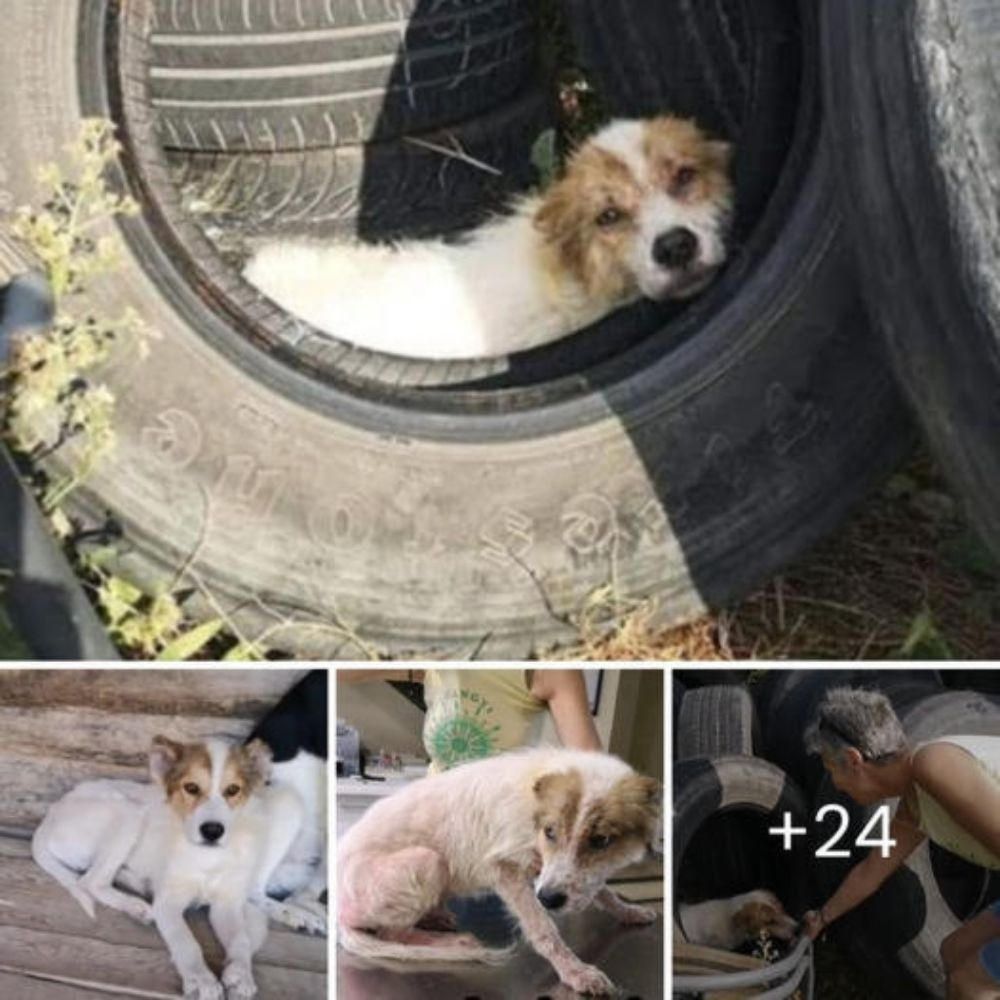 Búsqueda esperanzadora: un perro abandonado deambula por todos los jardines, buscando desesperadamente a la familia perdida que una vez lo amó