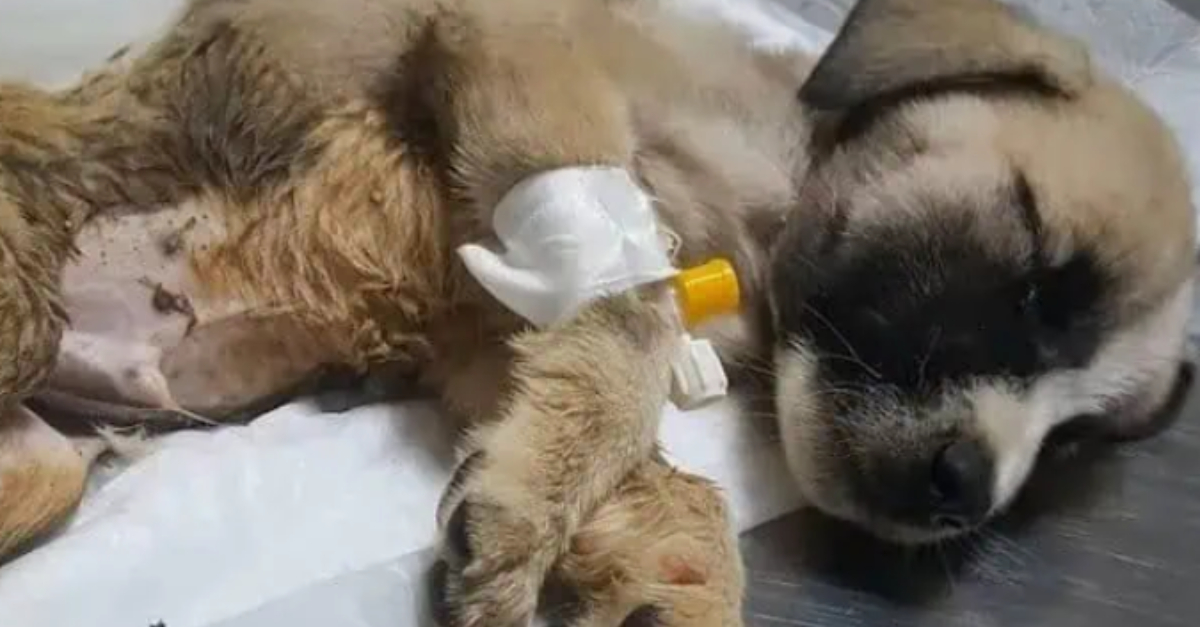 De la impotencia a la esperanza: un cachorro casi sin vida encontrado atado a una parada de autobús recupera fuerzas para volver a caminar