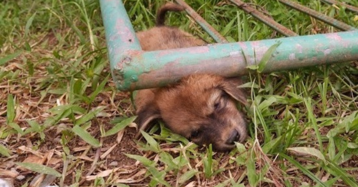 Perrita se arrastra por un agujero inundado para salvar a sus cachorritos al borde de ahogarse, mostrando su inmenso amor