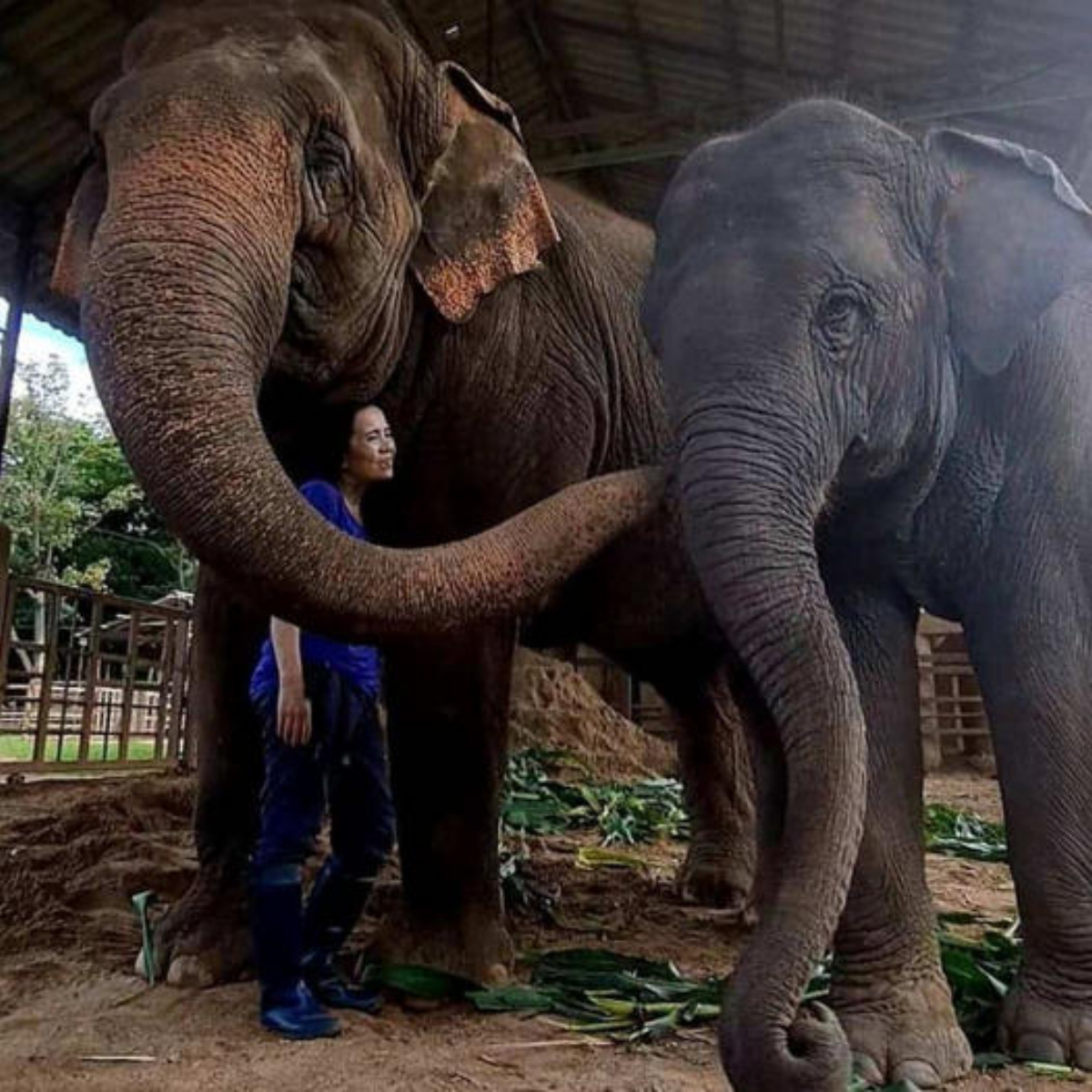 Seven-Year-Old Elephant fгeed from Circus and Welcomed into the Tranquil Elephant Nature Park