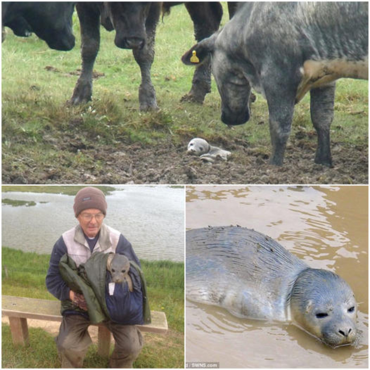 Lost Seal Pup Finds Unexpected Companionship Among Cows in Lincolnshire, Spreading Joy and Hope