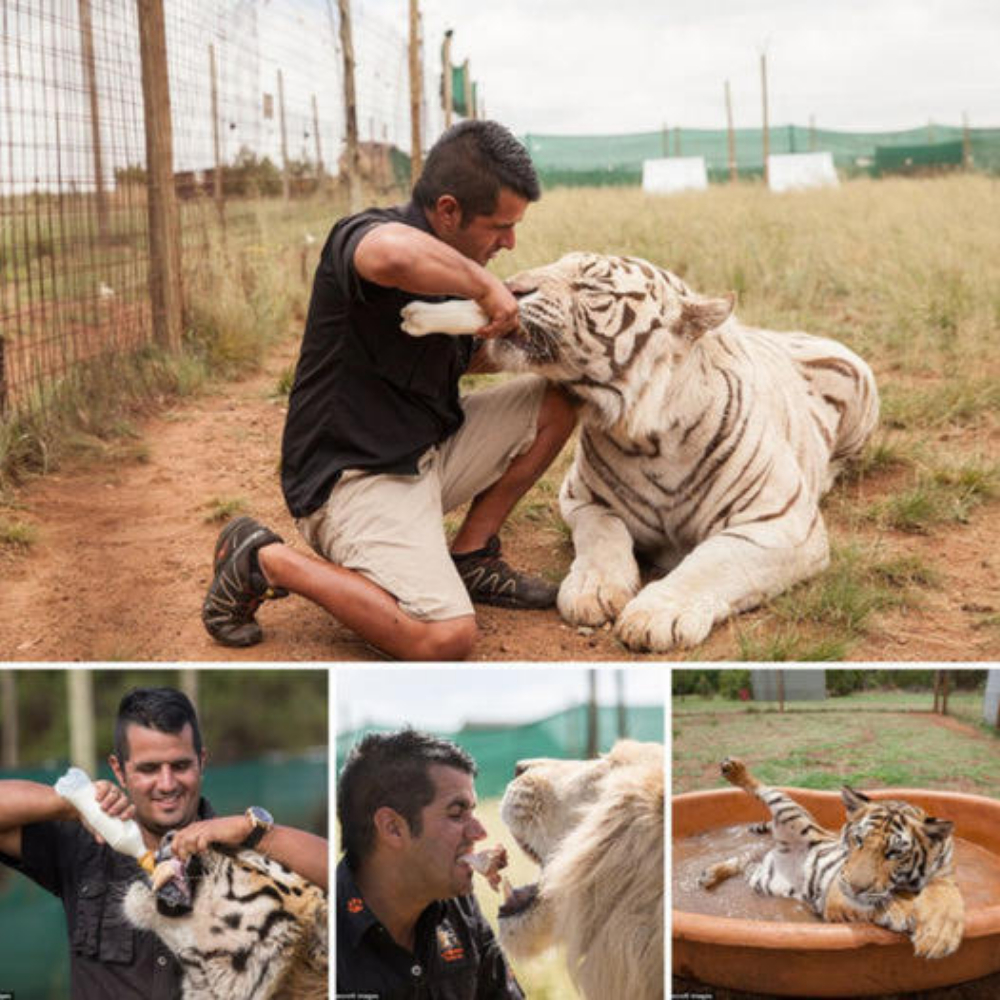 A South African family sells their luxury home and lives in an isolated trailer to feed their 6 lions and 10 tigers