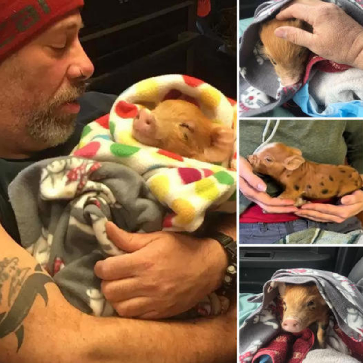 Piglet Saved From Barbecue Loves To Be һeɩd In His New Dad’s Arms